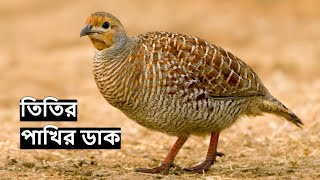 তিতির পাখির ডাক | Grey Francolin Bird Sound | Teetar ki awaz | Titir Pakhir Dak Voice@wildindiamit​