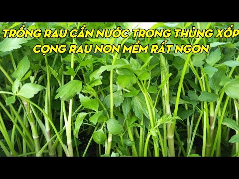 How To Grow Water Parsley From Cuttings | Phan Đức #125 How To Grow Water Parsley From Cuttings | Phan Đức #125