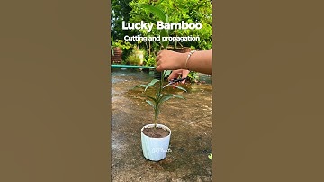 Lucky Bamboo Propagation: Easy Cutting Tips for Beginners 💚