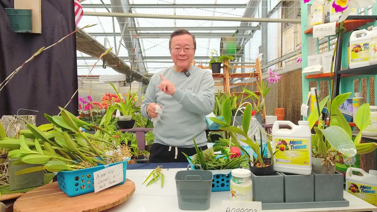 Норман Фэнг, Live! Эпизод 132: Как ухаживать за каттлеями с открытой корневой системой