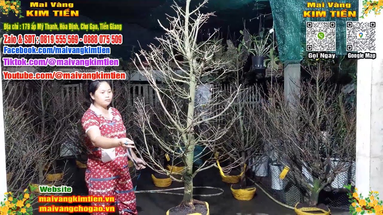 Phôi Mai Thủ Đức Giá Rẻ Bao Ship Bao Sống Toàn Quốc - Mai Vàng Kim Tiền Chợ Gạo