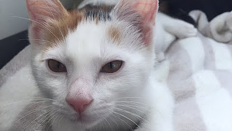 Cheecoo 치쿠 Youtube