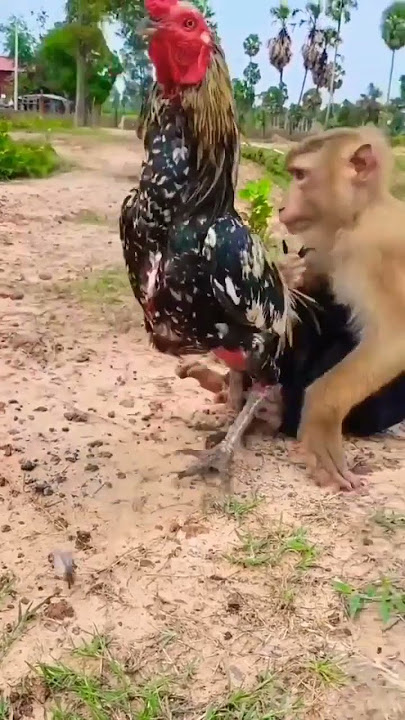 Monkey vs Rooster 😱🤣 #funny #funnyanimalvideo #shorts #monkey