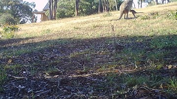 A young Kangaroo Joey