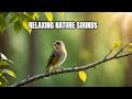 🦜🍃 Tranquil Bird Song: Relax, Study, Sleep - 11 Hours