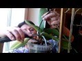 Черенкование орхидей (фаленопсис).Эксперимент