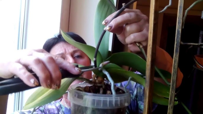 Способы и ошибки размножения орхидеи в домашних условиях | вторсырье-м.рф | Дзен
