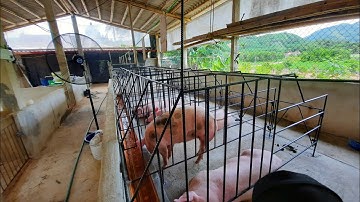 làm khung chuồng nái hậu bị đợn giản tiết kiệm chi phí