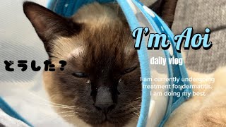 【シャム猫】エリザベスカラーが外れてるのに気づかない猫🐈 by シャム猫あおい 303 views 3 weeks ago 4 minutes, 51 seconds