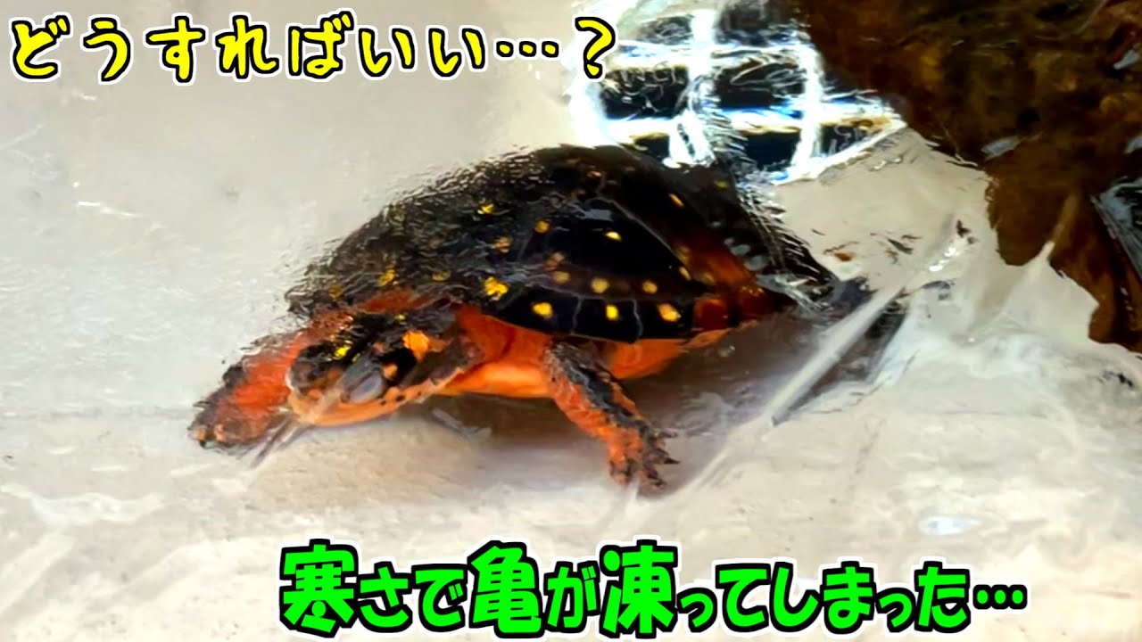 フィジー　フルーツバスケット　カメ The turtle froze [February 8, 2025] - YouTube