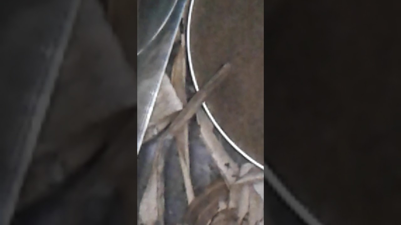 Ternak jangkrik bertelur 