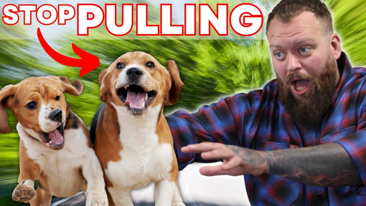 Самый быстрый способ остановить собаку, которая тянет поводок