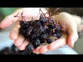 How to Make Dried Cherries - Heghineh Cooking Show