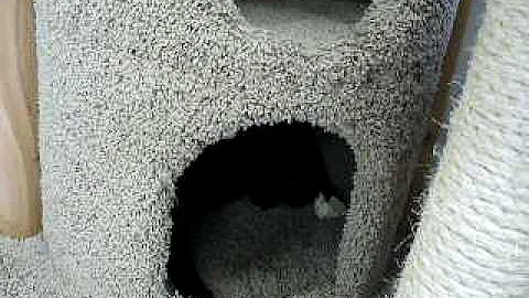 Video 804211: black oriental shorthair