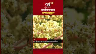 নওগাঁয় আমের বাম্পার মুকুল #ekattortv #Mango #Naogaon