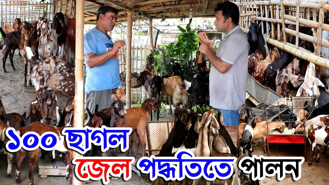 জেল পদ্ধতিতে ছাগল পালন / ১০০ ছাগলের খামার | বছরে আয় ৮ লক্ষ টাকা ছাগলের ফার্ম | Nil Bangla Krishi