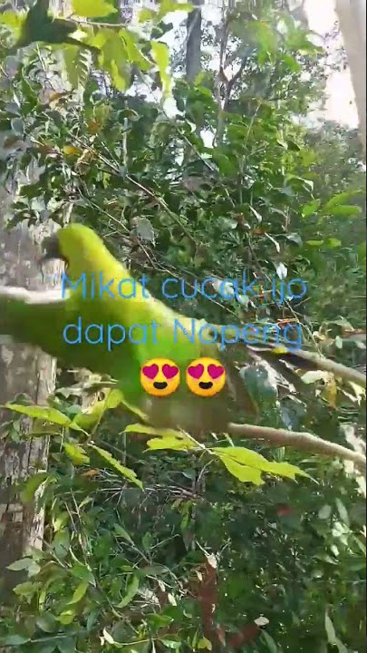 Mikat Cucak ijo joosss