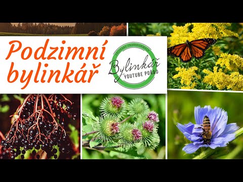 Video: Květy heřmánku - zahradní dekorace a léčivé suroviny