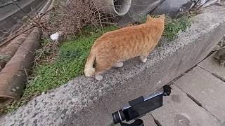 「感動猫動画」いつもこうやって撮ってます