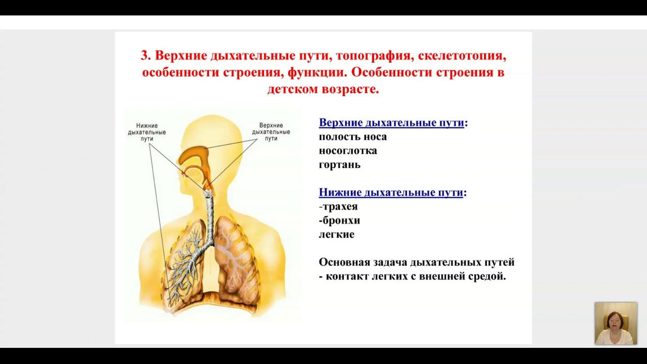 Дыхательная система особенности и функции