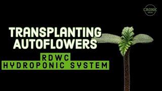 Transplanting Autoflowers HYDROPONIC