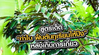 สูตรเด็ด “ทำใบ ฟื้นต้นทุเรียนให้ปัง” หลังเก็บการเกี่ยว เพื่อความพร้อมในการทำทุเรียนคุณภาพส่งออก