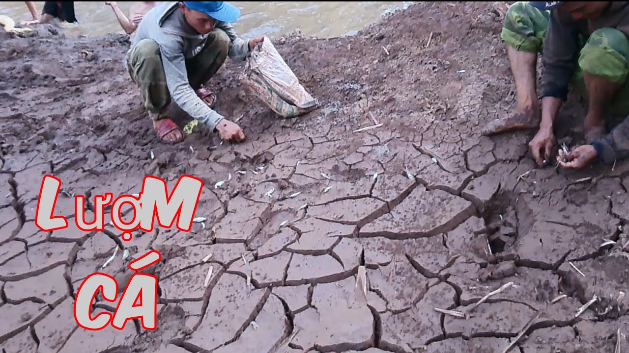 Bắt cá nước cạn vào mua khô /sen vlogs YouTube