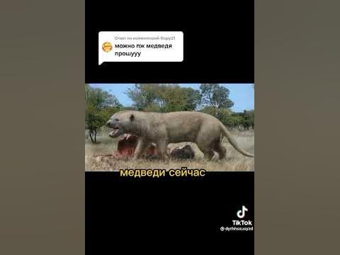 Медвідь - YouTube