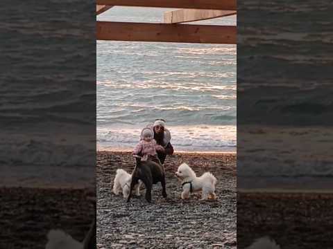 🐶 Забавные Мальтипу играют с большой собакой у моря 😜 #сочи #мальтипу #funnydogs
