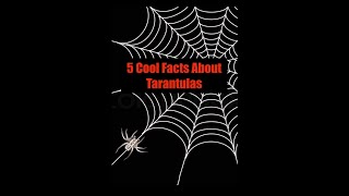5 Cool Facts About Tarantulas Ep-6