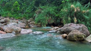 Experience Instant Calm with Natural Stream Audio for Sleep and Quiet Mind Reset
