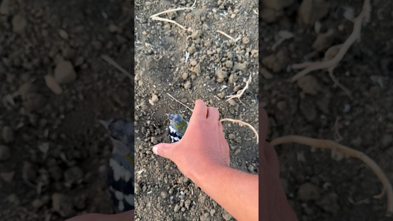 Birds Video Original Amazing 