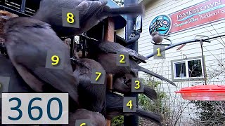 PacSci 360° Bird Count Challenge screenshot 5