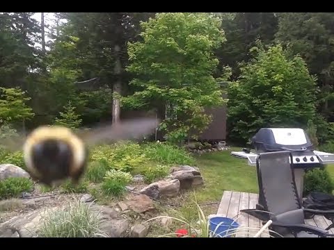 Camera Attacked by Bee (Bee flys into camera)