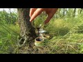 Tea Zen/Чайный Дзен - Day in the Forest/День в лесу