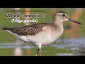 Wood Sandpiper Size Habitats Identification And Migration Discover Its Fascinating World Wood Sandpiper Size Habitats Identification And Migration Discover Its Fascinating World