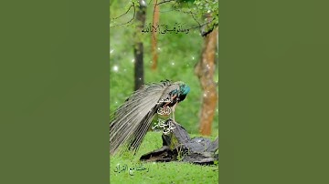 تلاوة خاشعة عطرة مباركة جميلة عذبة للشيخ عبدالباسط عبدالصمد رحمه الله ماتيسر من سورة القصص