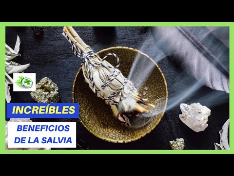 Vídeo: 11 Beneficios De La Quema De Salvia, Cómo Difuminar Y Más