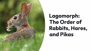 Lagomorphs: From Rabbits and Hares to Pikas – Exploring the Order Lagomorpha