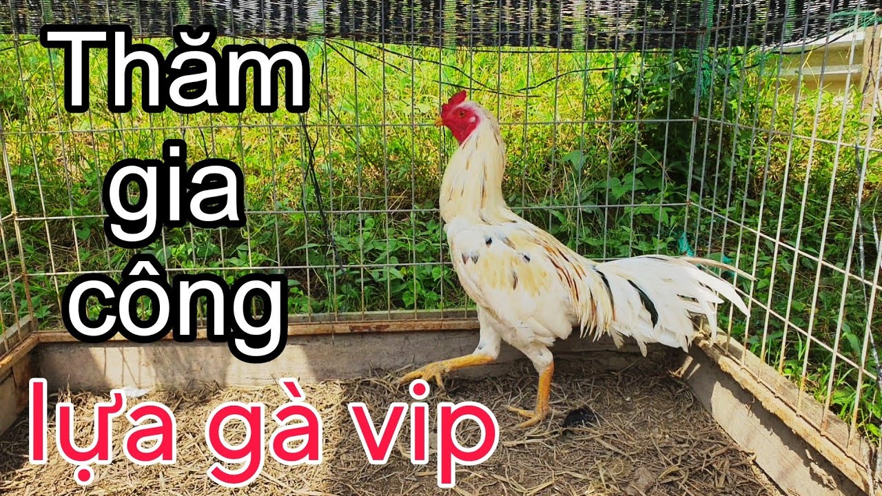 Thăm Khu Gà Gia Công Tuyển Chọn Gà Vip Phục Vụ Đam Mê 08861.08862