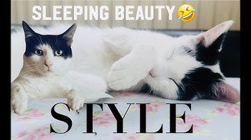 My Sleeping beauty lazy cat 🐈 🤣sleeping positions  of my cute cat 🐈 🤣🤣