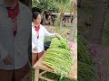 ไปต่อได้ยาวๆ #farming #food #fruit #tree #fish