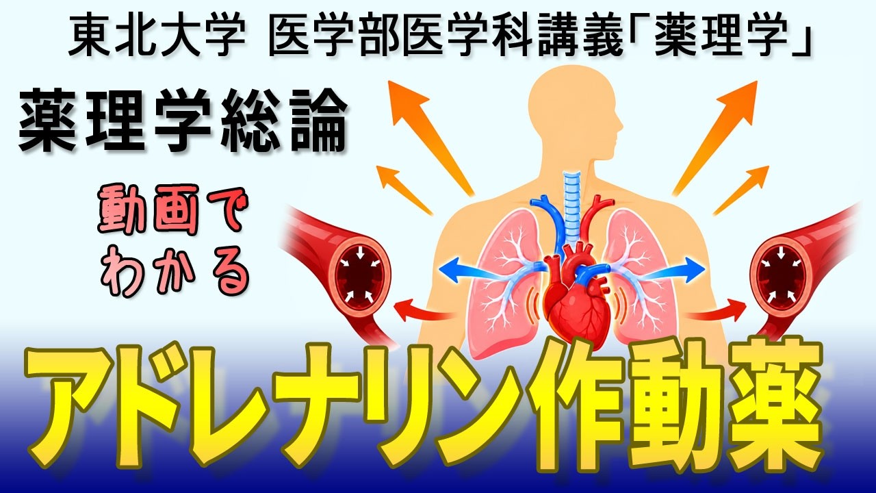 東北大学医学部薬理学講義シリーズ・薬理学総論−31:アドレナリン作用薬