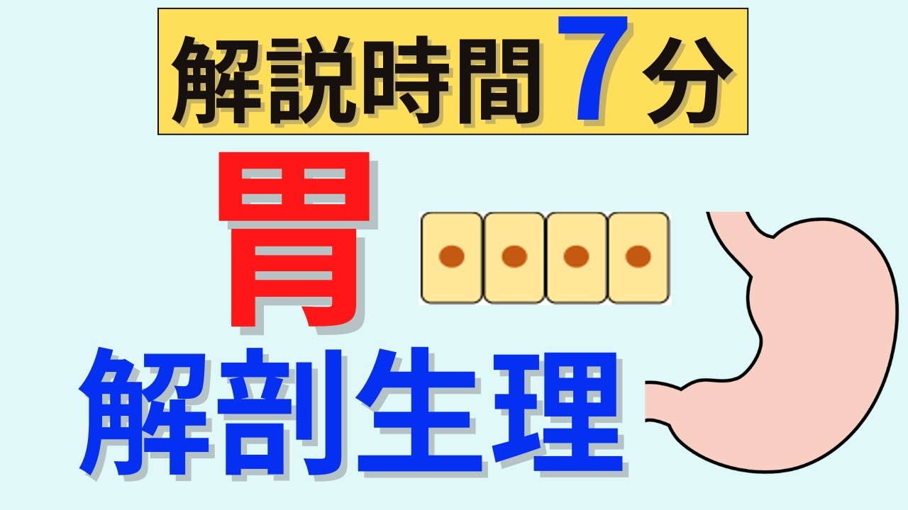 【解説時間7分】胃の解剖生理