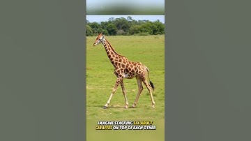 The Hidden Giant: World’s Tallest Tree in a Secret Location  #Shorts #NatureWonder #didyouknow