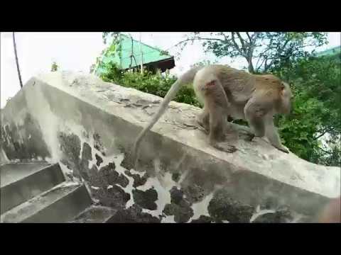VLOG #1. Chumley's Diary in วัดเขาสมอคอน และ วัดเกริ่นกฐิน จ.ลพบุรี