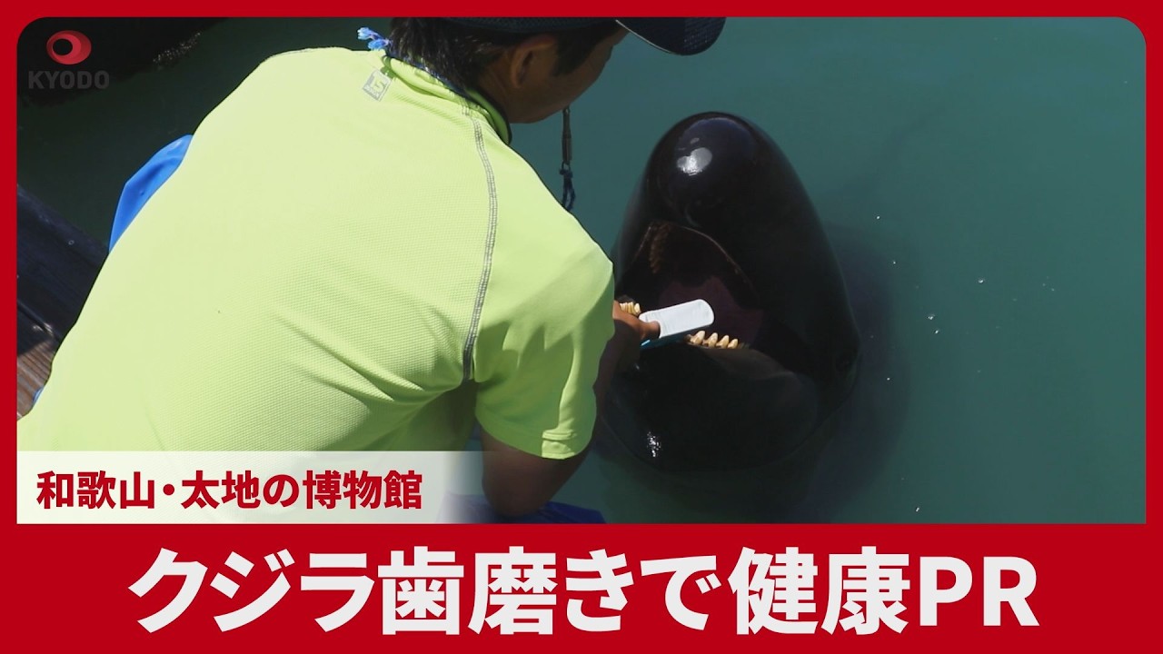 鯨の歯と台付き Whale Toothpaste Promotes Health at Museum in Taiji, Wakayama