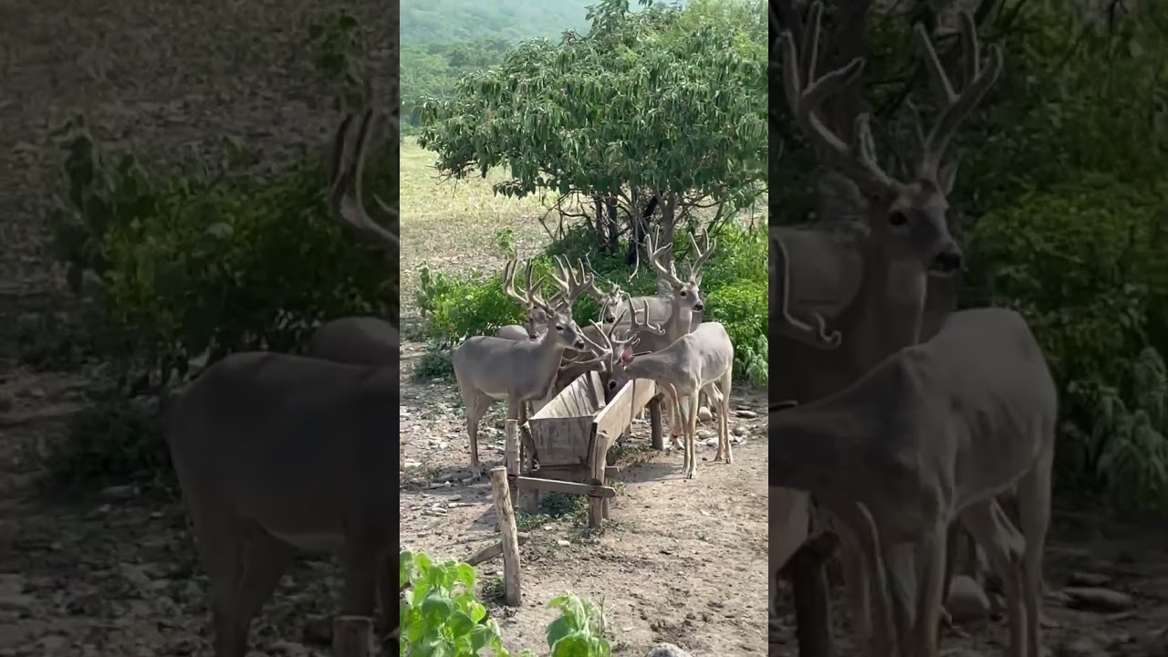 Texanos de varias edades 