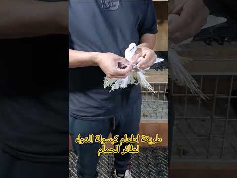 الطريقة الصحيحة لاعطاء كبسولة الدواء لطائر الحمام طيور طيور الزينة ليبيا مربى الحمام والعصافير