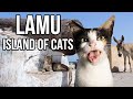 This African island is full of cats!